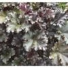Purpurglöckchen FloraSelf Heuchera Sanguinea H 10-30 Cm Co 3 L -FloraSelf Geschäft DV 8 1965884 01 4c DE 20190131121759