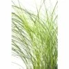 Feinhalm Chinaschilf FloraSelf Miscanthus Sinensis 'Gracillimus' H 20-100 Cm Co 6 L -FloraSelf Geschäft DV 8 1969557 02 4c CH 20200527164654