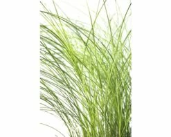 Feinhalm Chinaschilf FloraSelf Miscanthus Sinensis 'Gracillimus' H 20-100 Cm Co 6 L