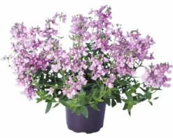 FloraSelf Elfenspiegel Nemesia Hybride Ø 10,5 Cm Topf