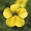 Zauberglöckchen FloraSelf Calibrachoa Hybride 'Million Bells' Ø 10,5 Cm Topf -FloraSelf Geschäft DV 8 1970894 01 4c CH 20201012141759