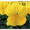 Hornveilchen FloraSelf Viola Cornuta Ø 10 Cm Topf 10 Stk -FloraSelf Geschäft DV 8 1971535 01 4c CH 20201016101650
