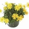 FloraSelf Gelbe Strauchmagerite Euryops Chrysanthemoides Ø 11 Cm Topf -FloraSelf Geschäft DV 8 1978796 TS 20170512095753