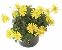 FloraSelf Gelbe Strauchmagerite Euryops Chrysanthemoides Ø 11 Cm Topf