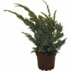 Teppichwacholder FloraSelf Juniperus Squamata 'Meyeri' H 20-30 Cm Co 2 L