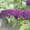 Sommerflieder, Schmetterlingsflieder FloraSelf Buddleja Davidii H 60-80 Cm Co 3 L Rot -FloraSelf Geschäft DV 8 1984936 01 4c DE 20150519101259