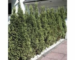 FloraSelf Lebensbaum Thuja Occidentalis 'Smaragd' H 30-40 Cm Co 2 L -FloraSelf Geschäft DV 8 1996390 Simmung01 20230414131653