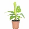 Zierbanane FloraSelf Musa Bananarama H 25-35 Cm Ø 12 Cm Topf -FloraSelf Geschäft DV 8 2313544 01 4c DE 20180525064842