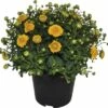 Chrysantheme FloraSelf Chrysanthemum Indicum H 30-40 Cm Ø 17 Cm Topf Zufällige Sortenauswahl -FloraSelf Geschäft DV 8 3109124 01 4c DE 20180824134754