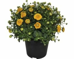 Chrysantheme FloraSelf Chrysanthemum Indicum H 30-40 Cm Ø 17 Cm Topf Zufällige Sortenauswahl