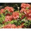 FloraSelf Duftazalee Sommergrüne Azale Rhododendron Luteum H 30-40 Cm Co 5 L Rot -FloraSelf Geschäft DV 8 3499192 01 4c DE 20140215145018