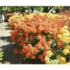 Duftazalee FloraSelf Rhododendron Luteum H 30-40 Cm Co 5 L Orange, Laubabwerfende Azalee 1 Duftazalee FloraSelf Rhododendron Luteum H 30-40 Cm Co 5 L Orange, Laubabwerfende Azalee -FloraSelf Geschäft DV 8 3499205 01 4c DE 20140215145451