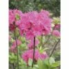 FloraSelf Duftazalee Sommergrüne Azale Rhododendron Luteum H 30-40 Cm Co 5 L Rosa -FloraSelf Geschäft DV 8 3499216 01 4c DE 20140215150216