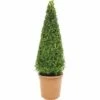 Buchsbaum-Pyramide FloraSelf Buxus Sempervirens H 70-75 Cm Co 7,5 L -FloraSelf Geschäft DV 8 3546541 01 4c DE 20160213184024
