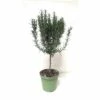 Rosmarin-Stamm FloraSelf Rosmarinus Officinalis Ø 14 Cm Topf -FloraSelf Geschäft DV 8 3546778 04 4c CH 20181005141755