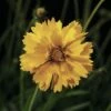Mädchenauge FloraSelf Coreopsis Grandiflora Co 3 L -FloraSelf Geschäft DV 8 3661867 02 4c CH 20170718045258