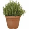 Rosmarin FloraSelf Rosmarinus Officinalis H 30-35 Cm Ø 30 Cm Topf -FloraSelf Geschäft DV 8 3818158 01 4c CH 20191012011653