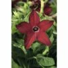Tabak FloraSelf Nicotiana X Sanderare Ø 10,5 Cm Topf -FloraSelf Geschäft DV 8 3822356 01 4c CH 20160414204749