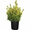 Spindelstrauch FloraSelf Euonymus Japonicus 'Aureus' H 60-80 Cm Co 18 L -FloraSelf Geschäft DV 8 3829682 01 4c CH 20210303131659