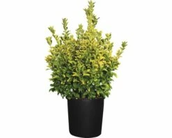 Spindelstrauch FloraSelf Euonymus Japonicus 'Aureus' H 60-80 Cm Co 18 L