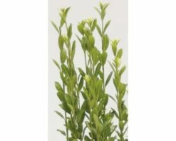 Säulen Bergilex FloraSelf Ilex Crenata 'Fastigiata' H 30-40 Cm Co 2 L -FloraSelf Geschäft DV 8 3841410 03 4c DE 20200311064634