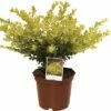 Bergilex FloraSelf Ilex Crenata 'Golden Gem' H 15-20 Cm Co 2 L -FloraSelf Geschäft DV 8 3841411 01 4c DE 20191128164753