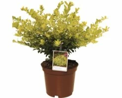 Bergilex FloraSelf Ilex Crenata 'Golden Gem' H 15-20 Cm Co 2 L