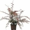 Berberitze FloraSelf Berberis Thunbergii 'Pink Queen' H 30-40 Cm Co 2 L -FloraSelf Geschäft DV 8 3841468 02 4c DE 20190129131245