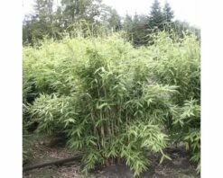 Aufrechter Gartenbambus FloraSelf Fargesia Murielae 'Jumbo' H 40-60 Cm Co 5 L -FloraSelf Geschäft DV 8 3841499 04 4c DE 20200311072131
