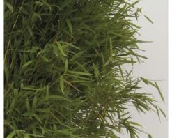 Aufrechter Gartenbambus FloraSelf Fargesia Murielae 'Jumbo' H 40-60 Cm Co 5 L -FloraSelf Geschäft DV 8 3841499 05 4c DE 20200311072307