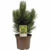 Kompakte Schlangenhaut-Kiefer FloraSelf Pinus Leucodermis 'Den Ouden' H 25-30 Cm Co 3 L -FloraSelf Geschäft DV 8 3841534 01 4c DE 20190129130813