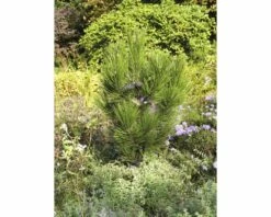 Kompakte Schlangenhaut-Kiefer FloraSelf Pinus Leucodermis 'Den Ouden' H 25-30 Cm Co 3 L -FloraSelf Geschäft DV 8 3841534 02 4c DE 20140207134637