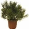 Bergkiefer FloraSelf Pinus Mugo H 15-20 Cm 3 L -FloraSelf Geschäft DV 8 3841585 02 4c DE 20191009171651