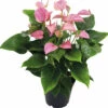 Flamingoblume/ Anthurie FloraSelf Anthurium X Hybride 'Joli Pink' H 45-50 Cm Ø 17 Cm Topf -FloraSelf Geschäft DV 8 3849726 01 4c DE 20220113084653