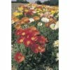 Islandmohn FloraSelf Papaver Nudicaule Co 3 L 1 Islandmohn FloraSelf Papaver Nudicaule Co 3 L -FloraSelf Geschäft DV 8 3854765 01 4c DE 20190902111655