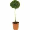 Buchsbaum-Stämmchen FloraSelf Buxus Sempervirens H 40-50 Cm Co 7,5 L -FloraSelf Geschäft DV 8 3855695 01 4c DE 20160213134129