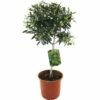 Olivenbaum FloraSelf Olea Europaea H 20-40 Cm Ø 20 Cm Topf -FloraSelf Geschäft DV 8 3856034 01 4c CH 20170523102607