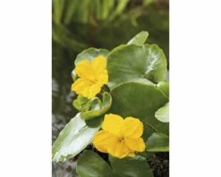 Teichpflanzen Set 4 Jahreszeiten FloraSelf Für 1000 L Teich -FloraSelf Geschäft DV 8 3880452 01 4c DE 20220228174659 3