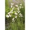 Wollgras FloraSelf Eriophorum Angustifolium H 20-30 Cm Korb 2,5 L -FloraSelf Geschäft DV 8 3880458 01 4c DE 20150828112148