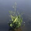 Gewöhnlicher Froschlöffel FloraSelf Alisma Plantago 'Aquatica' H 15-25 Cm Weiß Korb 2,5 L -FloraSelf Geschäft DV 8 3880473 01 4c DE 20220228124800 1