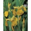 Wasserschwertlillie FloraSelf Iris Pseudocorus Ø 18 Cm Topf -FloraSelf Geschäft DV 8 3880478 01 4c DE 20150828112339