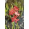 Sumpfspaltgriffel FloraSelf Schizostyllis Coccinea 'Major' Ø 18 Cm Topf -FloraSelf Geschäft DV 8 3880486 01 4c DE 20150828112309