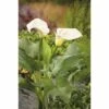 Calla FloraSelf Zantedeschia Aethiopica H 15-25 Cm Co 3 L -FloraSelf Geschäft DV 8 3880490 01 4c DE 20220228134756