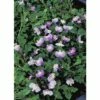 Kriechender Mazus FloraSelf Mazus Reptans Blau H 10-15 Cm Korb 2,5 L -FloraSelf Geschäft DV 8 3880500 01 4c DE 20150828121901