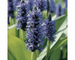 Naturteich Teichpflanzen Set FloraSelf Für 1000 L Teich -FloraSelf Geschäft DV 8 3880502 01 4c DE 20220228141658 7