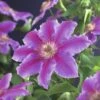 Großblumige Waldrebe FloraSelf Clematis Hybride 'Dr. Ruppel' H 50-70 Cm Co 2,3 L -FloraSelf Geschäft DV 8 3897885 01 4c DE 20210625091656