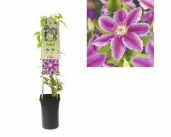 Großblumige Waldrebe FloraSelf Clematis Hybride 'Dr. Ruppel' H 50-70 Cm Co 2,3 L 5 Großblumige Waldrebe FloraSelf Clematis Hybride 'Dr. Ruppel' H 50-70 Cm Co 2,3 L -FloraSelf Geschäft DV 8 3897885 03 4c DE 20230301134652