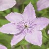 Waldrebe FloraSelf Clematis-Cultivars 'Hagley Hybrid' H 50-70 Cm Co 2,3 L -FloraSelf Geschäft DV 8 3897890 02 4c DE 20210329101652
