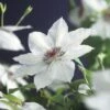 Großblumige Waldrebe FloraSelf Clematis Hybride 'Miss Bateman' H 50-70 Cm Co 2,3 L -FloraSelf Geschäft DV 8 3897896 01 4c DE 20210625091656