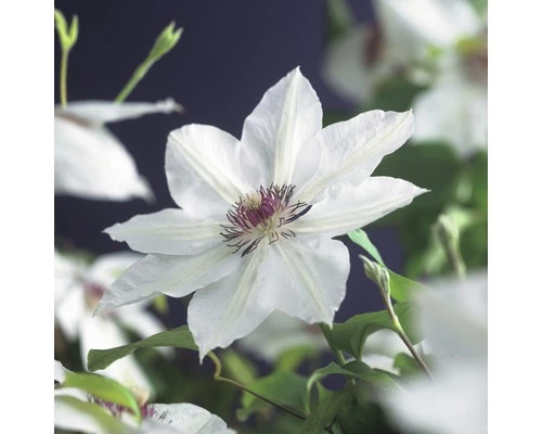 Großblumige Waldrebe FloraSelf Clematis Hybride 'Miss Bateman' H 50-70 Cm Co 2,3 L 3 Großblumige Waldrebe FloraSelf Clematis Hybride 'Miss Bateman' H 50-70 Cm Co 2,3 L